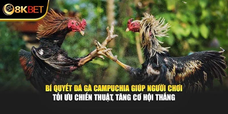 Bí quyết đá gà Campuchia giúp người chơi tối ưu chiến thuật, tăng cơ hội thắng
