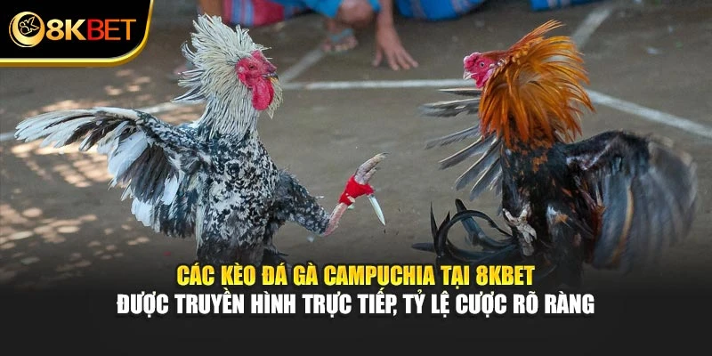 Các kèo đá gà Campuchia tại 8KBET được truyền hình trực tiếp, tỷ lệ cược rõ ràng