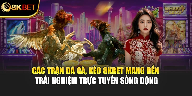 Các trận đá gà, kèo 8KBET mang đến trải nghiệm trực tuyến sống động