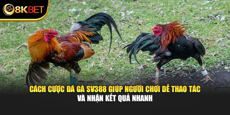 Cách cược đá gà Sv388 giúp người chơi dễ thao tác, nhận kết quả nhanh