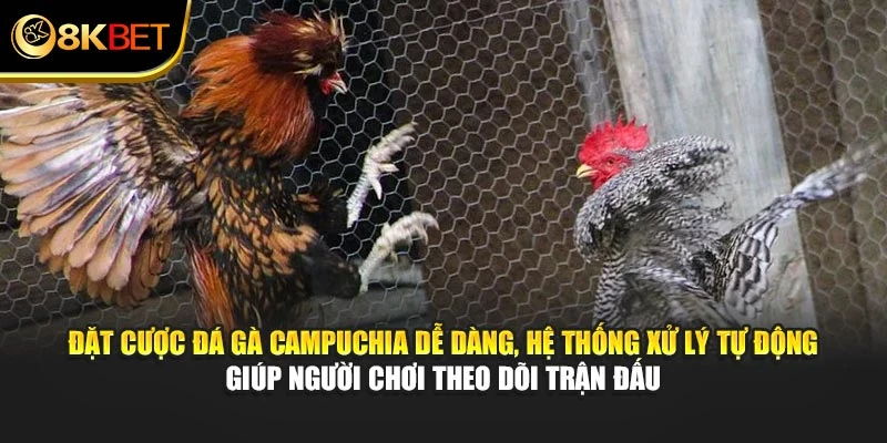 Đặt cược đá gà Campuchia dễ dàng, hệ thống xử lý tự động giúp người chơi theo dõi trận đấu