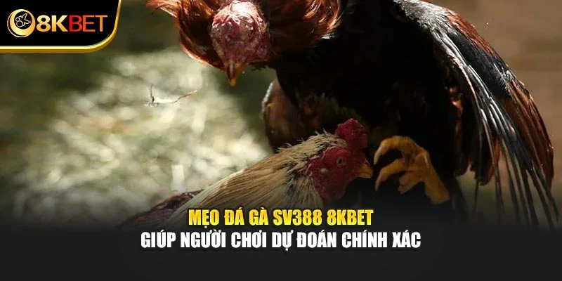 Mẹo đá gà Sv388 8KBET giúp người chơi dự đoán chính xác