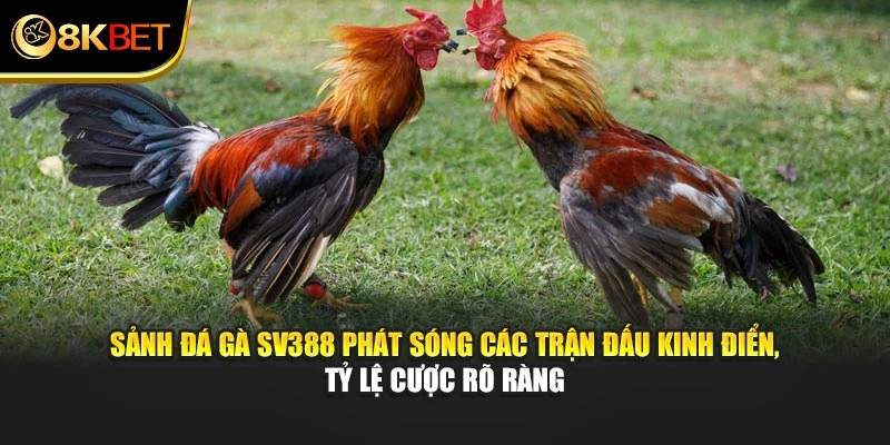 Sảnh đá gà Sv388 phát sóng các trận đấu kinh điển, tỷ lệ cược rõ ràng
